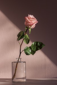pink flower