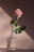 pink flower