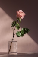 pink flower