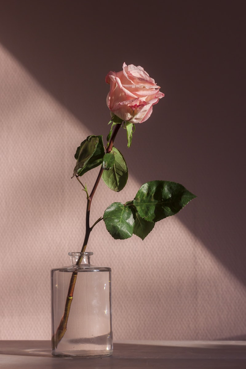 Rosen – einfach so
