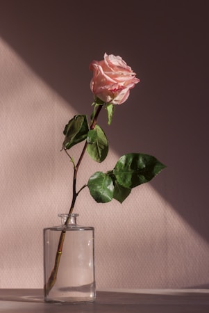 balance and symmetry in composition,how to photograph for our first valentine together my boyfriend gifted me one of the most beautiful roses that i’ve ever seen. the color was a great match for our wallpaper, which you can see in the background.; pink flower