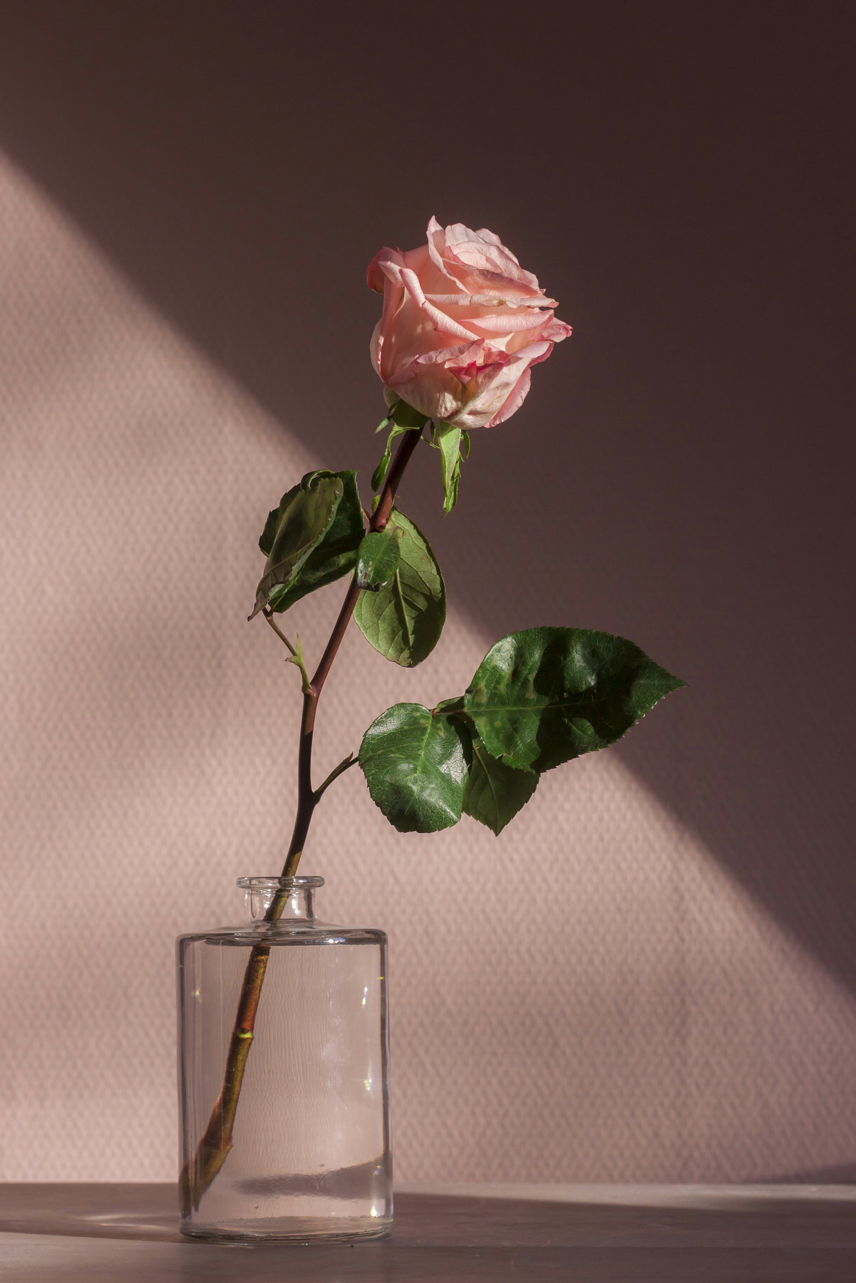 great photo recipe,how to photograph for our first valentine together my boyfriend gifted me one of the most beautiful roses that i’ve ever seen. the color was a great match for our wallpaper, which you can see in the background.; pink flower