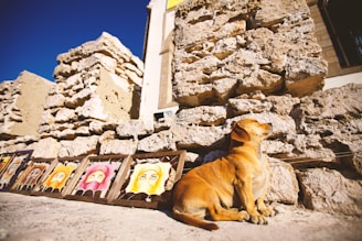 A happy dog sitting next to its framed portrait hanging on a bright wall.