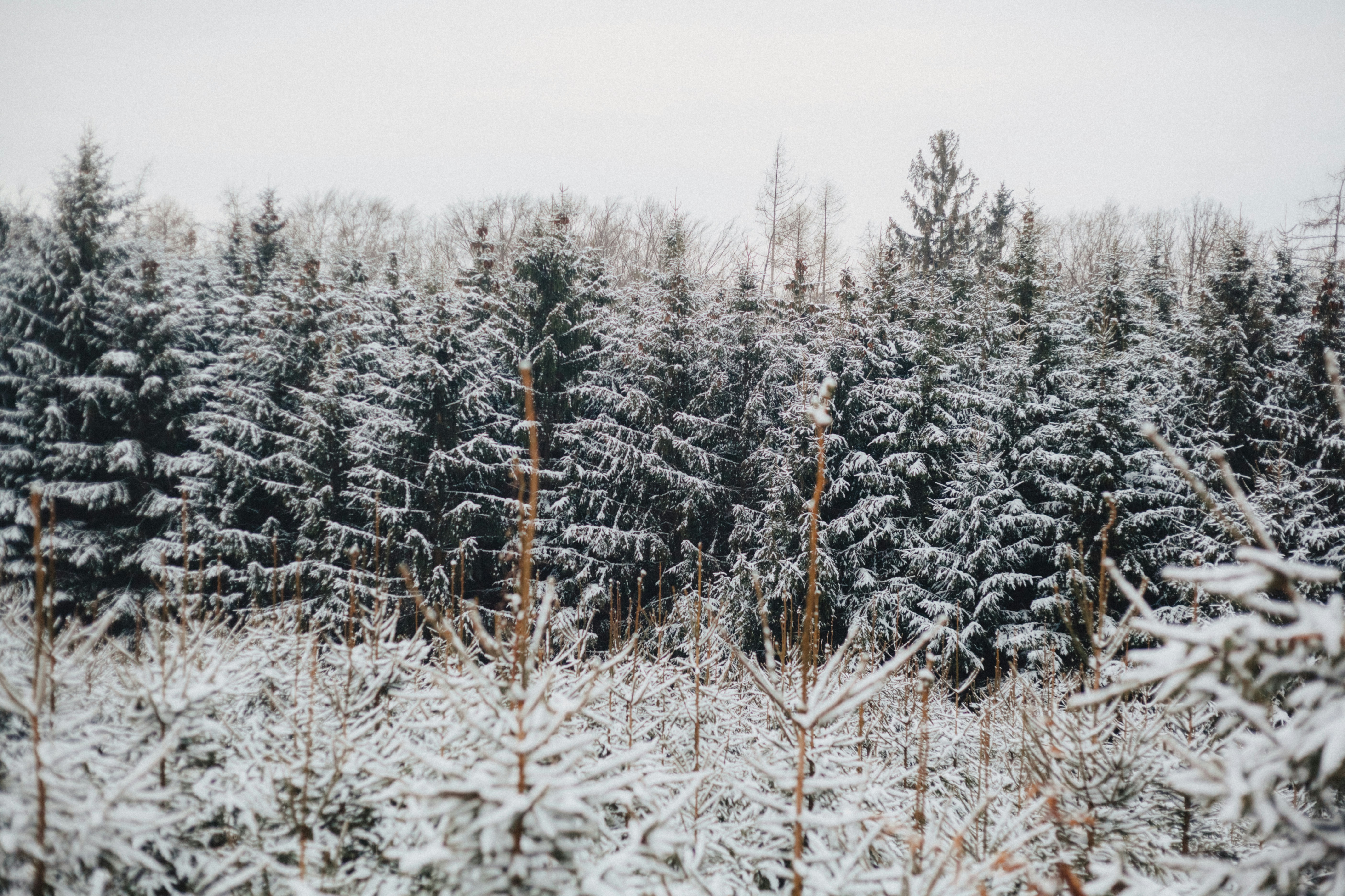 Green pine trees coated with snow