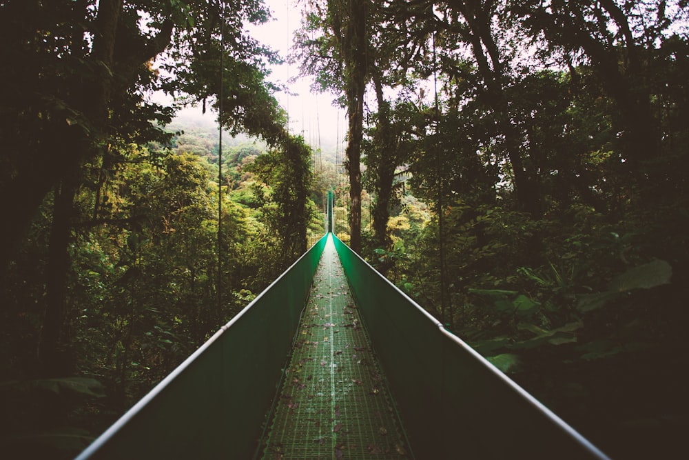 hanging bridge