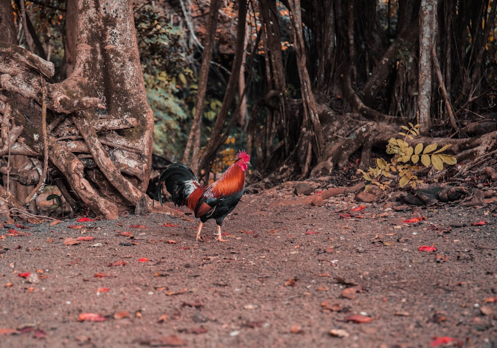 Gallo negro y rojo sobre suelo marrón