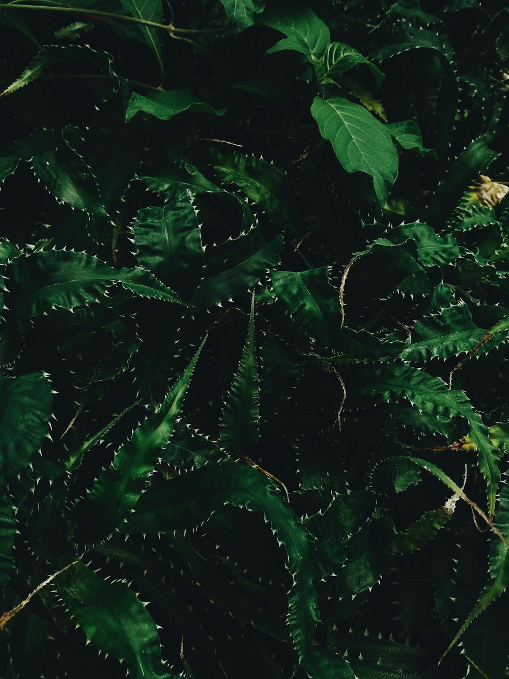Füllen Sie den Rahmen Fotografie einer grünblättrigen Pflanze