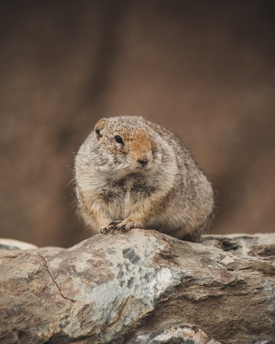 squirrel on rock in Yellowstone National Park United States