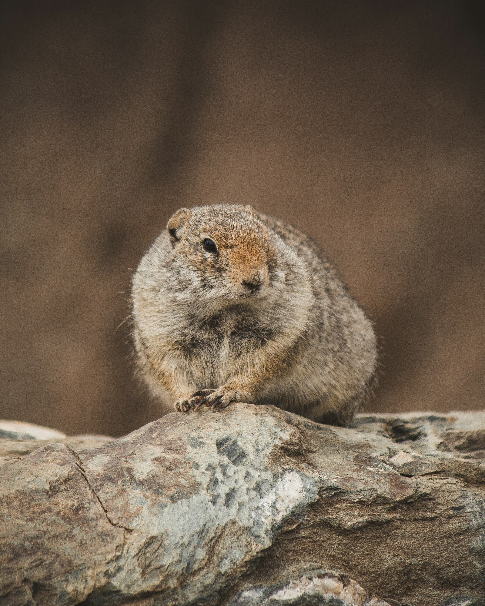 Canon EOS 700D (EOS Rebel T5i / EOS Kiss X7i) + Canon EF-S 55-250mm F4-5.6 IS II sample photo. Squirrel on rock photography
