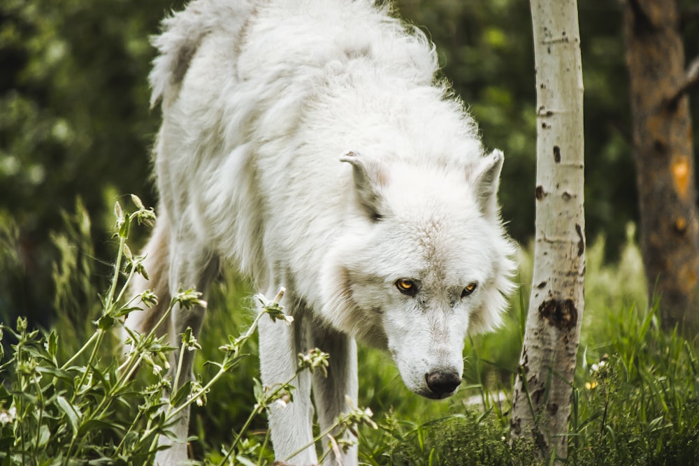 long-coated white dog