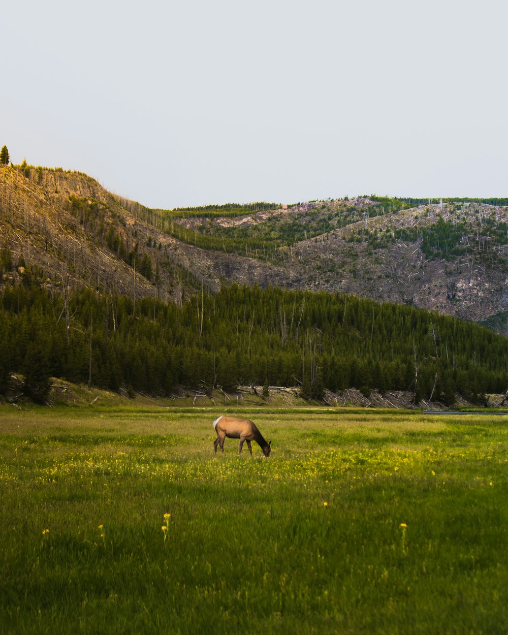 brown horse on green grass