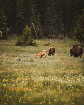 A pastoral scene with a grassy field dotted with wildflowers, where two bison and a dog coexist peacefully, surrounded by a dense forest of tall trees in the background.