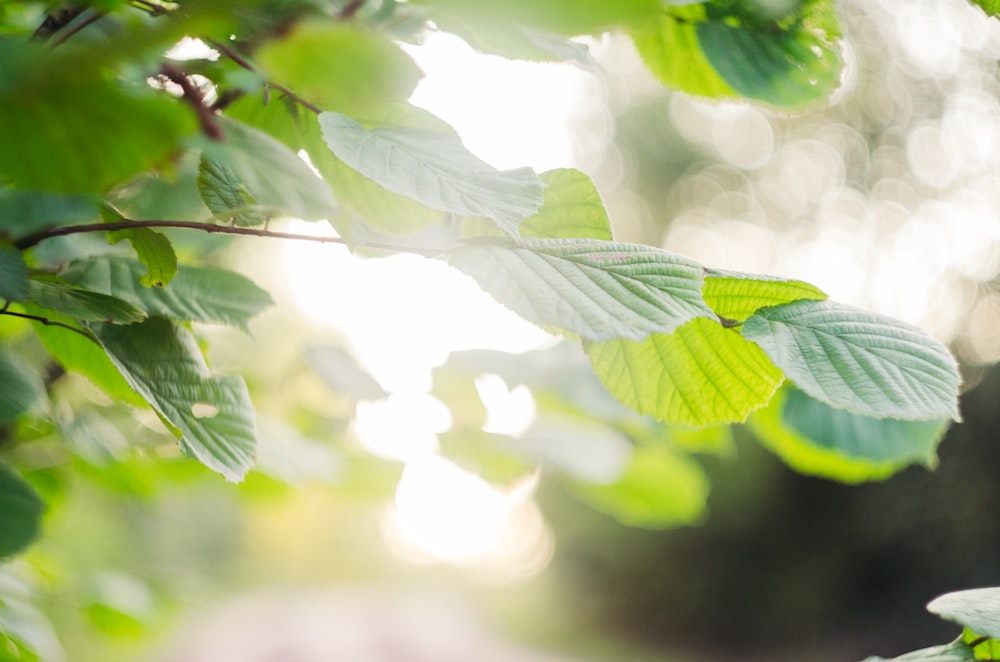 selective focus photography of green tree leaves