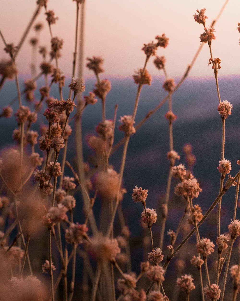 Selektive Fokusfotografie von Gräsern