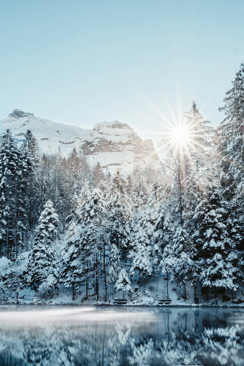 pini coperti di neve durante il giorno