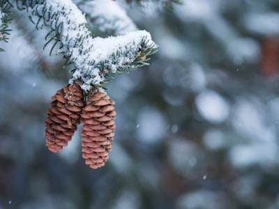 two pine cone hanging on pine tree pinecone teams background