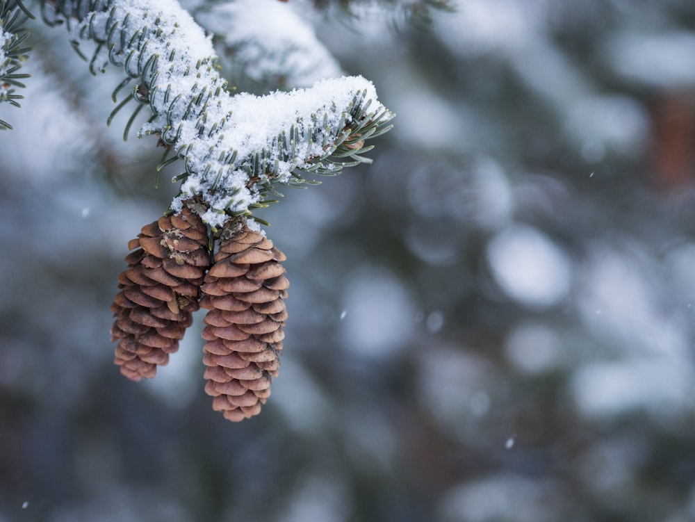 two pine cone hanging on pine tree