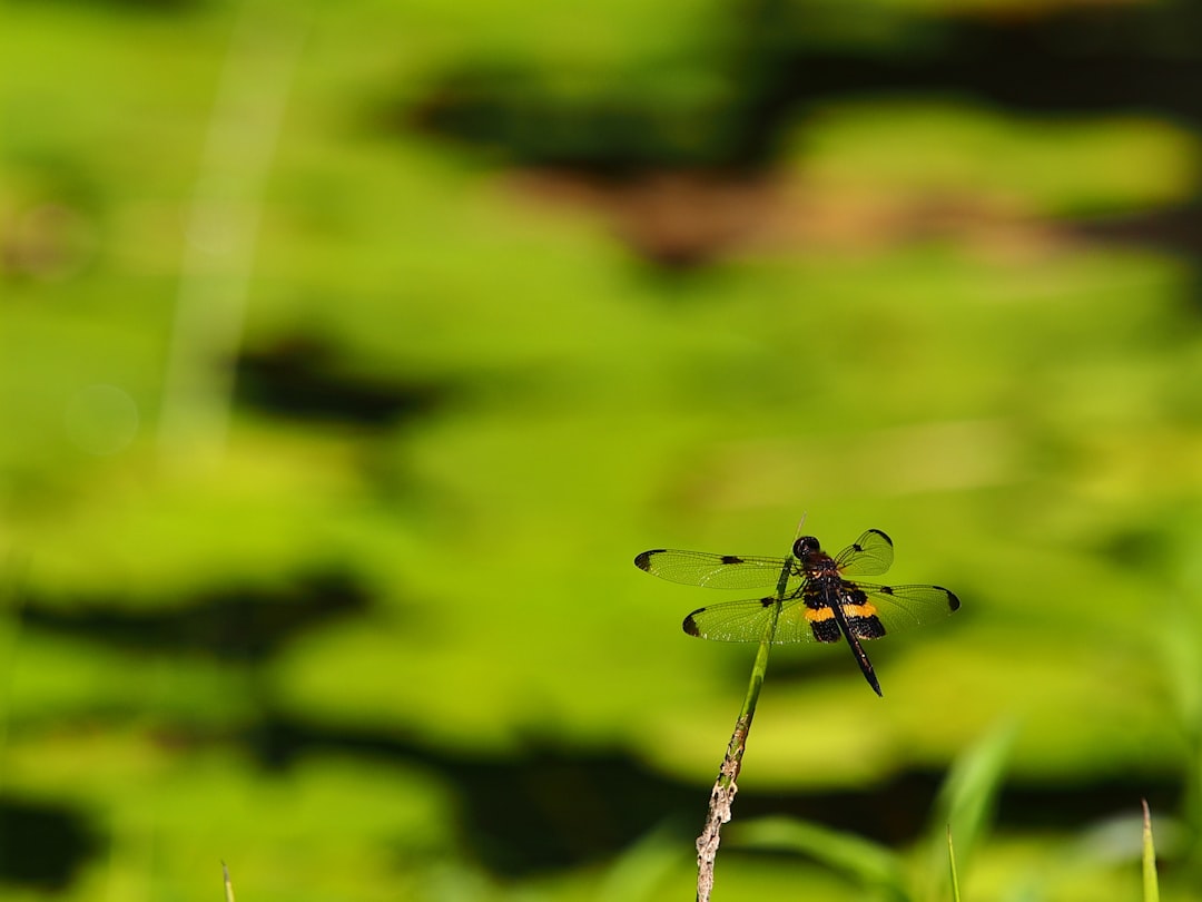 photo of Flaxton Wildlife near Esplanade Park