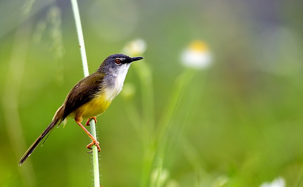 wildlife photography of green and yellow bird