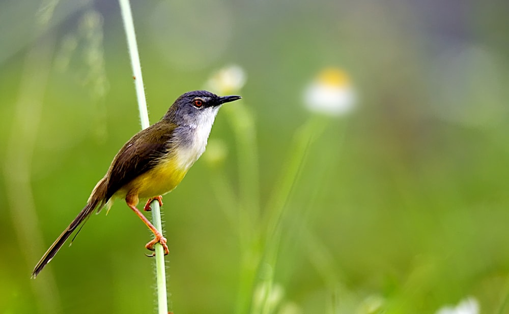 Fotografía de vida silvestre de pájaro verde y amarillo