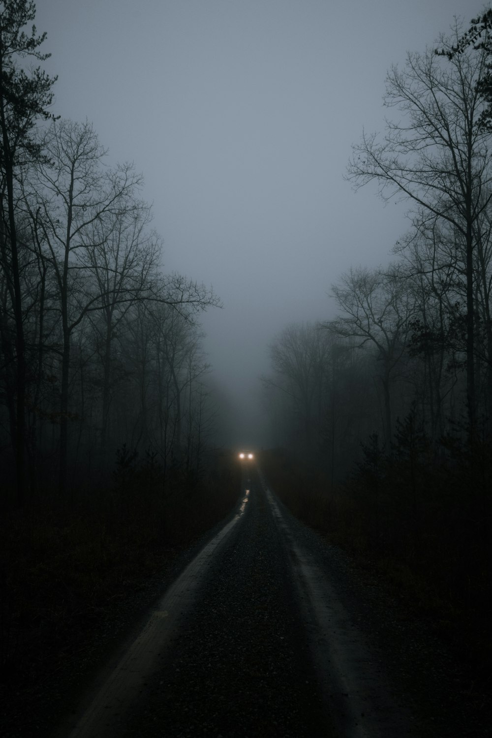 veículo na estrada ao redor das árvores