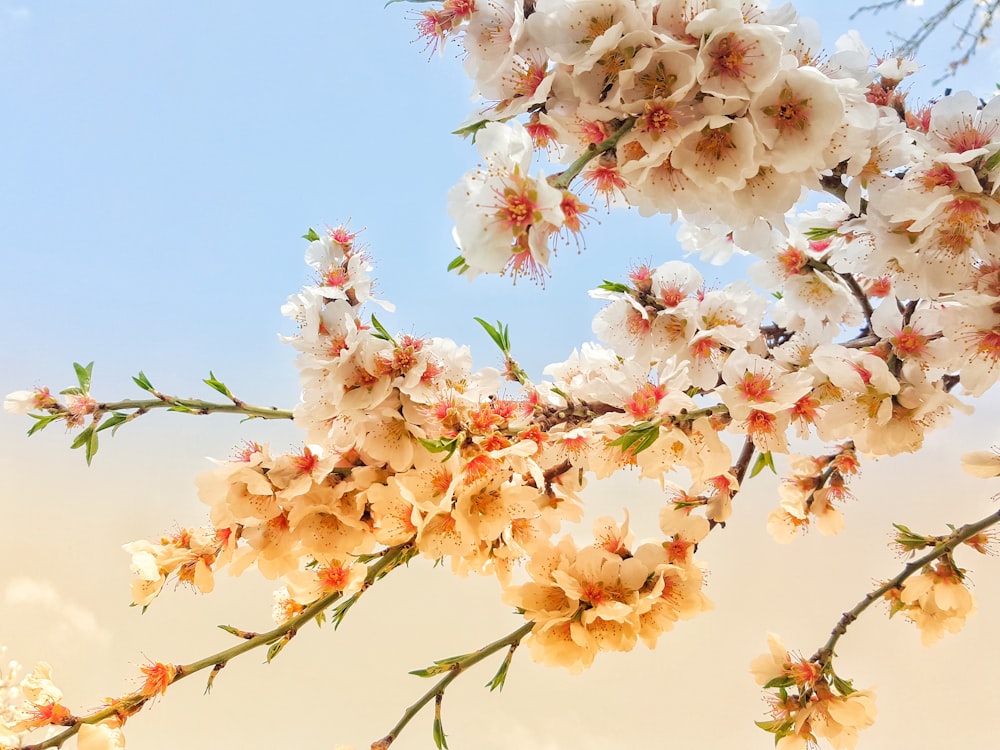 pink and white flowers under cloudy sky