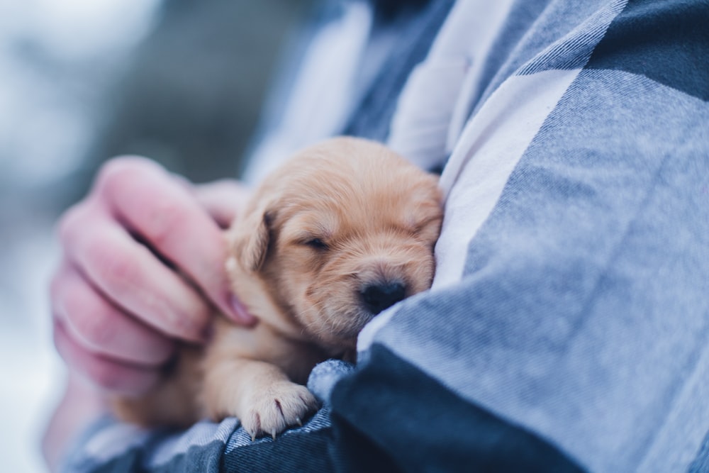 Fotografía de enfoque superficial de cachorro marrón durante el día