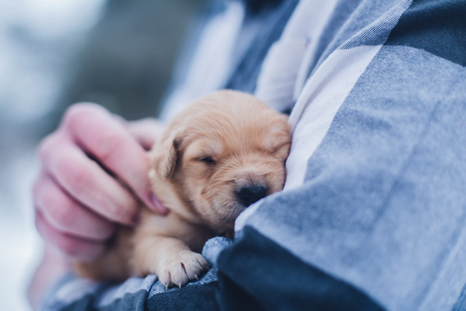 Brown puppy sitting in soft daylight
