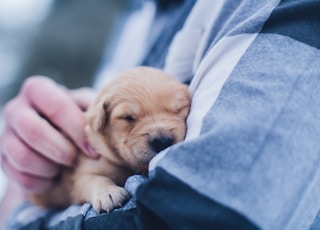 shallow focus photography of brown puppy during daytime