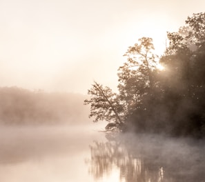 trees with fog over a lake