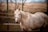 A light-colored horse with a blue halter stands in an outdoor setting, surrounded by a blurred background of bare trees and open fields.