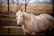 A light-colored horse with a blue halter stands in an outdoor setting, surrounded by a blurred background of bare trees and open fields.