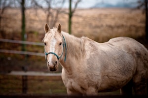 A light-colored horse with a blue halter stands in an outdoor setting, surrounded by a blurred background of bare trees and open fields.