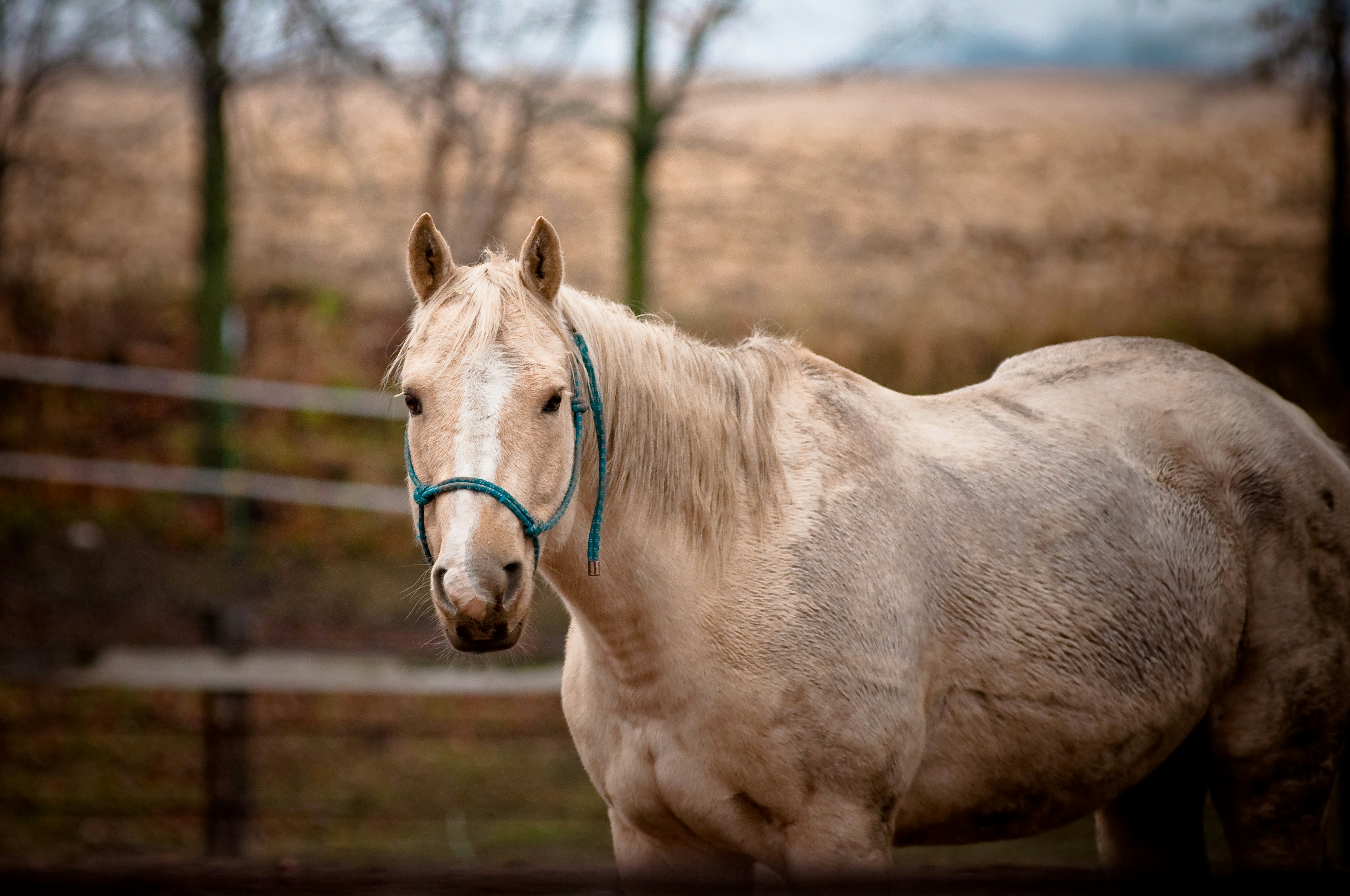 Just Horsing Around