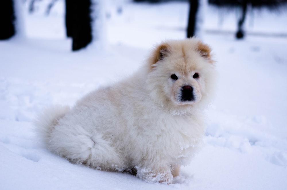 cachorro blanco de chow chow sentado en el campo de nieve