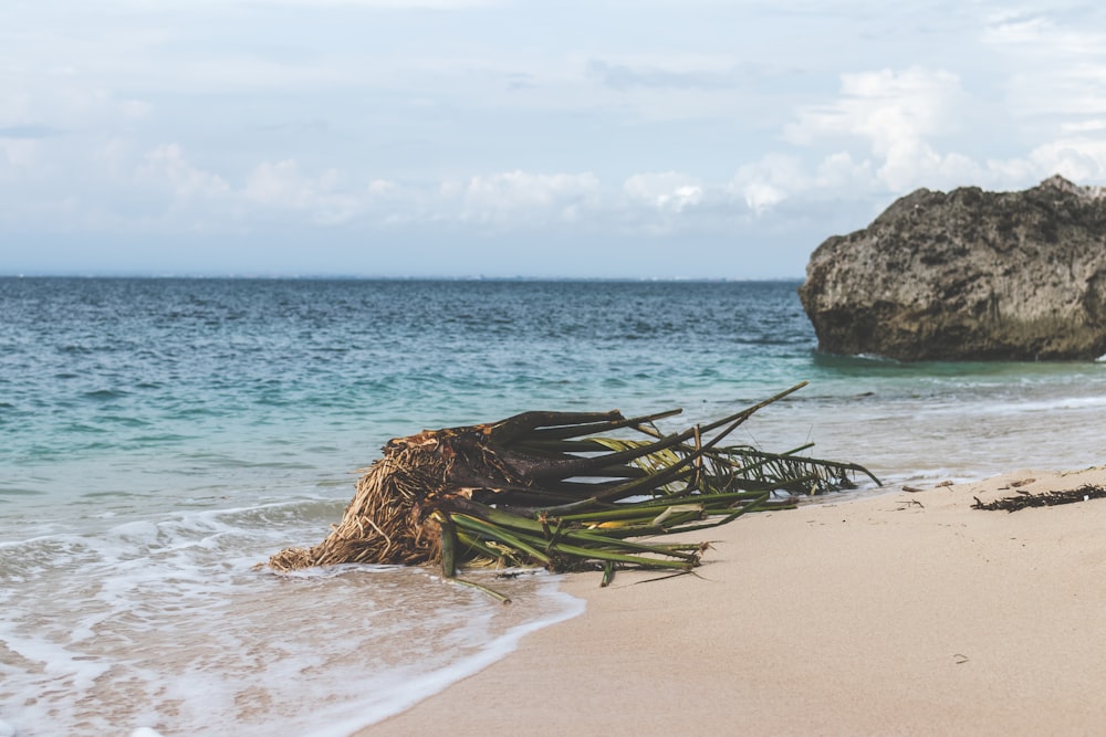 pianta a foglia verde in riva al mare vicino alla pietra durante il giorno