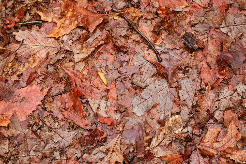 dried leaves on ground during daytime