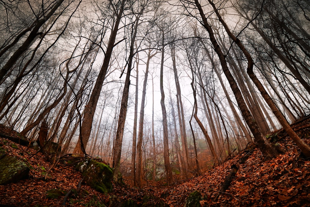 low angle photography bare trees