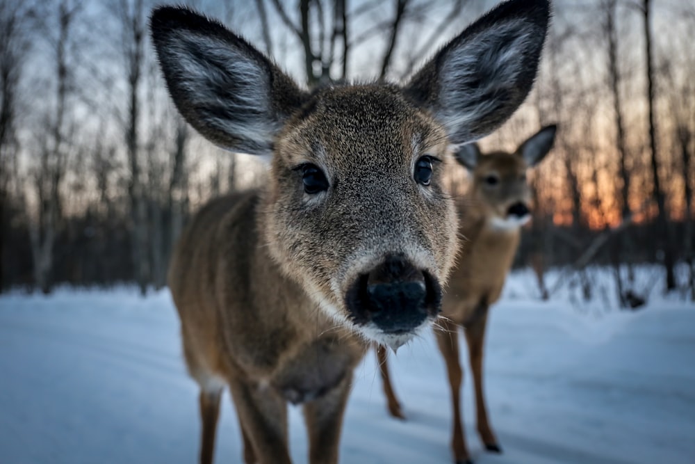 closeup photo of brown deer