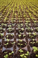 green leafed plant field planted on brown soil