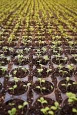 green leafed plant field planted on brown soil