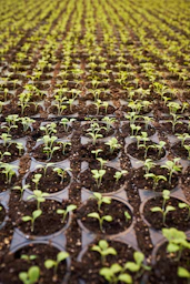 green leafed plant field planted on brown soil