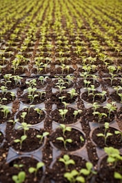 green leafed plant field planted on brown soil