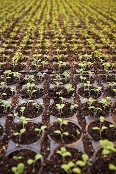green leafed plant field planted on brown soil