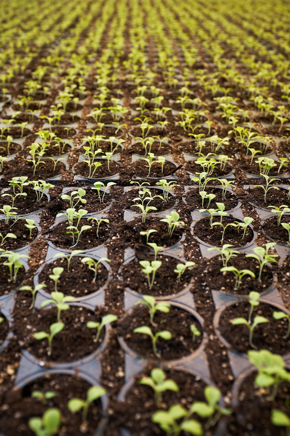 Campo de plantas de folhas verdes plantado em solo marrom