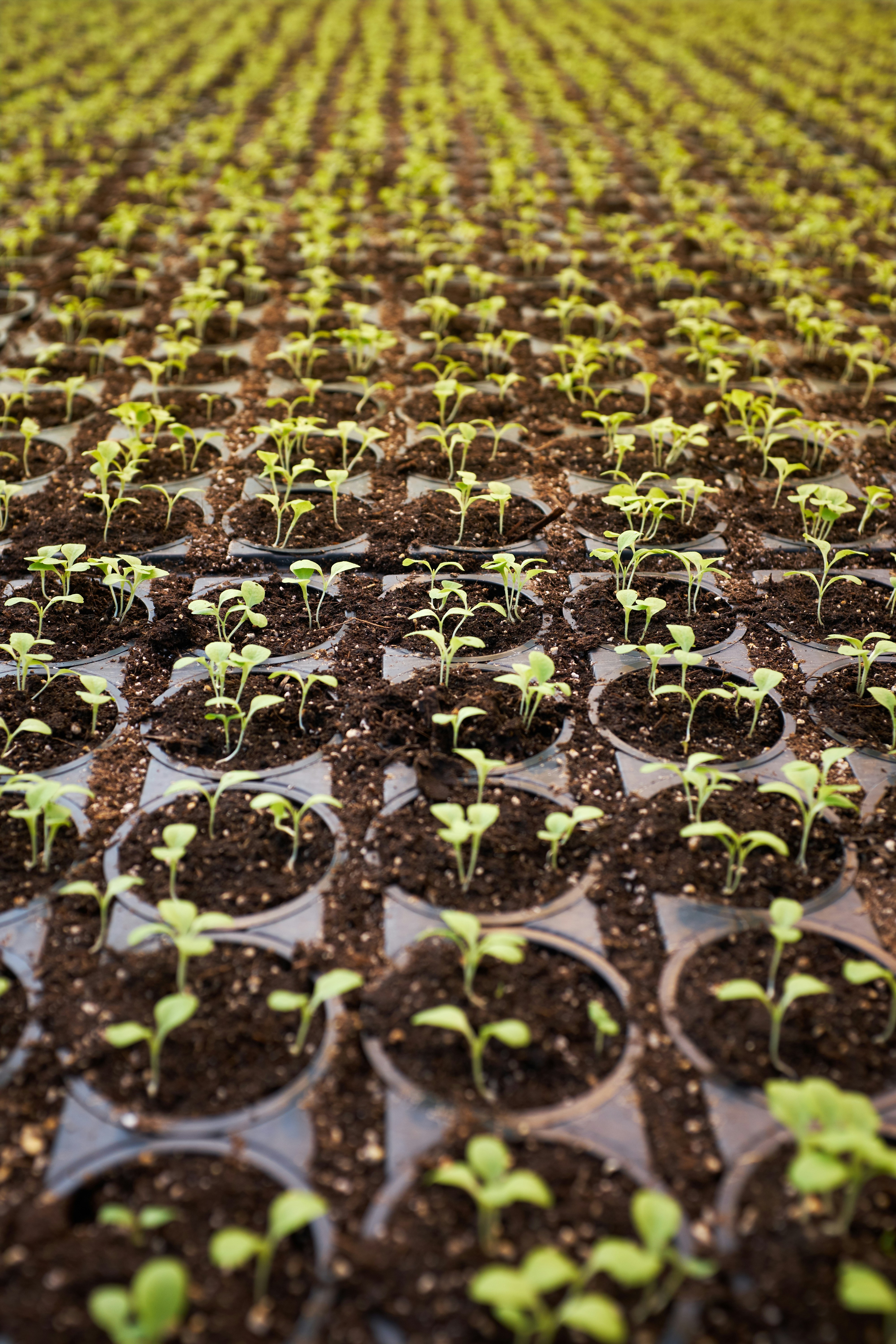 How to Maximize Yield in Hydroponic Systems
