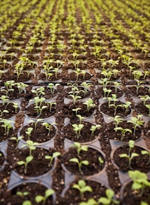 green leafed plant field planted on brown soil