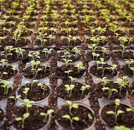 green leafed plant field planted on brown soil