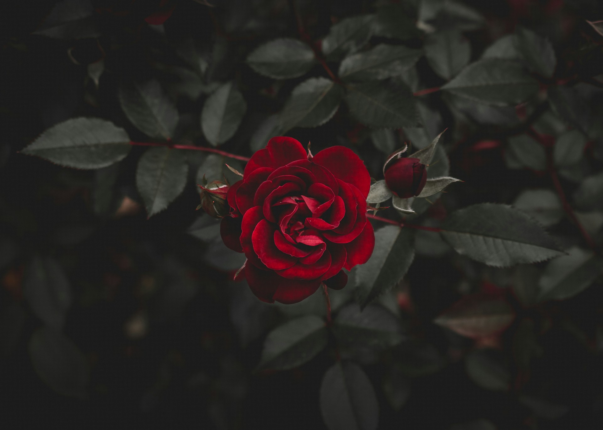 red flower
