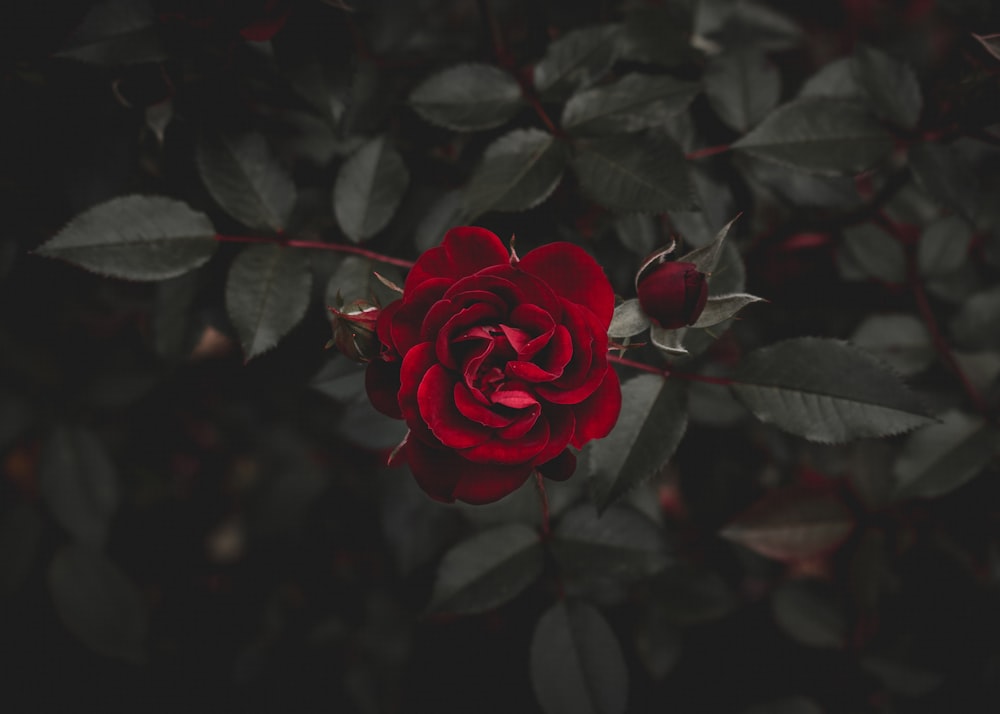 fleur rouge